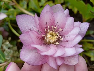 Helleborus "Double Ellen Pink Spotted"