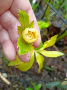 Helleborus "Double Super Yellow"