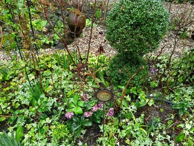 Helleborus "Double Aubergine"