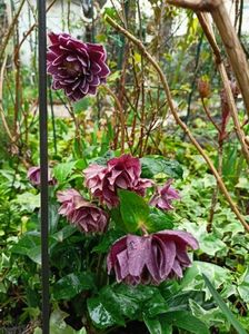Helleborus "Double Aubergine"