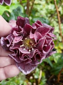 Helleborus "Double Aubergine"