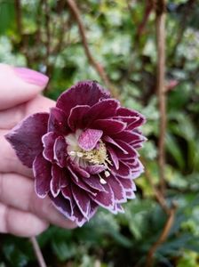 Helleborus "Double Aubergine"