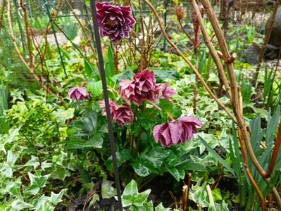 Helleborus "Double Aubergine"