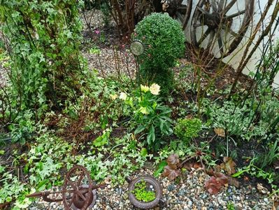 Helleborus "Double Yellow Spotted"