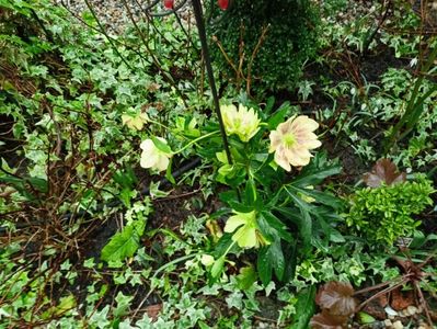 Helleborus "Double Yellow Spotted"