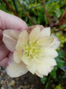 Helleborus "Double Apricot"