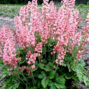 HEUCHERELLA-Pink revolution da; flori mai-iulie,35 cm,penumbra -umbra
