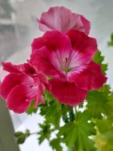 Bermuda Chery