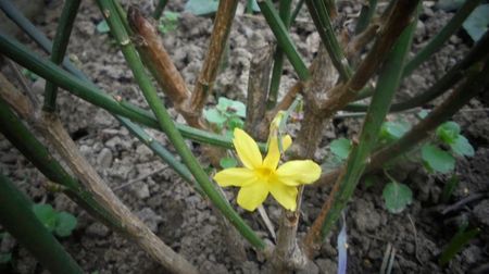 "Nudiflorum"