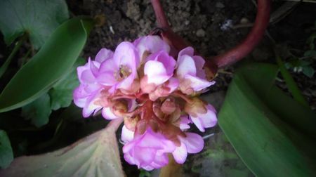 Bergenia