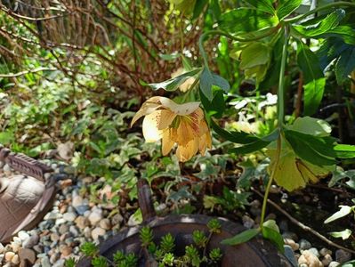 Helleborus "Double Yellow Spotted"