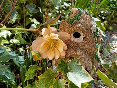 Helleborus "Double Apricot"