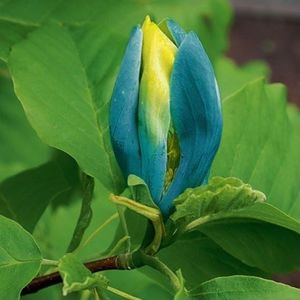 Henry-blue; Greutatea la livrare pentru planta la ghiveci este de 10l, iar înălțimea la livrare este de 80-90 cm (plantă + ghiveci). Pret: 328 lei
