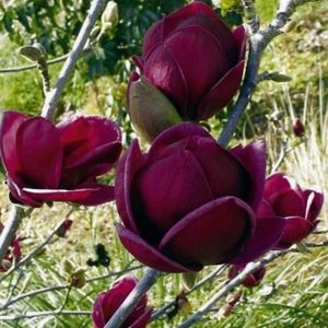 Black-Tulip-2; Greutatea la livrare pentru planta la ghiveci este de 10l, iar înălțimea la livrare este de 80-90 cm (plantă + ghiveci). Pret: 366 lei
