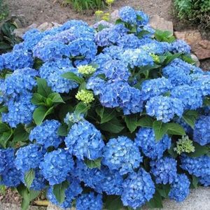 adria; Hortensie – Hydrangea Macrophylla Adria, 70 lei
