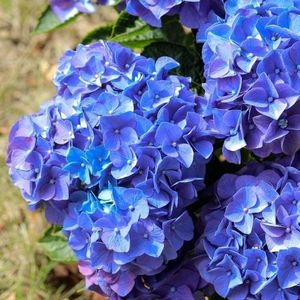 Baby-Blue; Hortensie – Hydrangea Macrophylla Baby Blue, 70 lei

