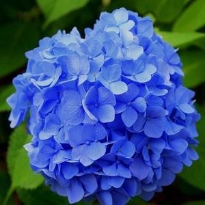 Bodensee; Hortensie – Hydrangea Macrophylla Bodensee, 70 lei
