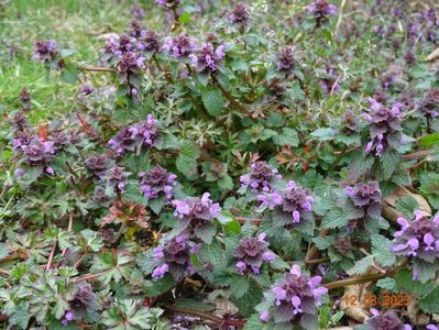 lamium purpureum