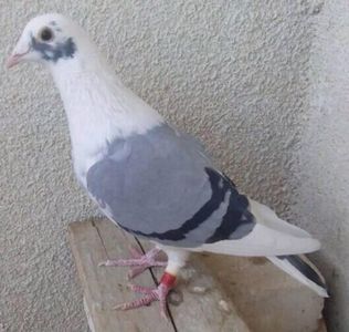 1 baltat