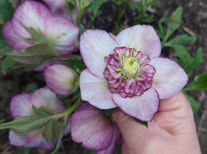 Helleborus Winter Jewel Cherry Blossom