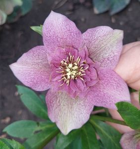 Helleborus Tutu
