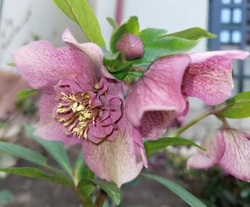 Helleborus Tutu