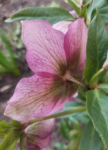 Helleborus Tutu