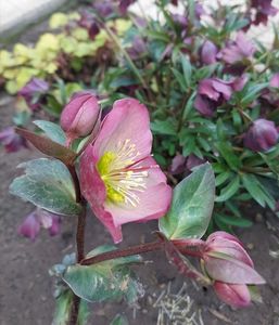 helleborus frostkiss pippa's purple