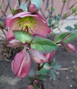 15 03,helleborus frostkiss pippas purple