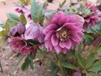 helleborus double ellen red