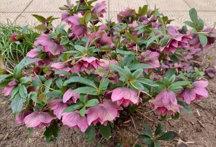 helleborus double ellen red