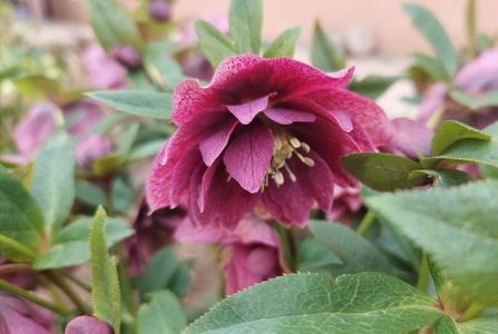 helleborus double ellen red