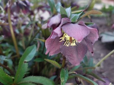 Helleborus orientalis metallic „Blue Lady”