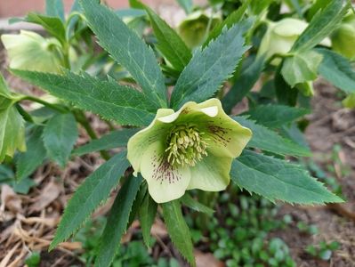 Helleborus Yellow Lady
