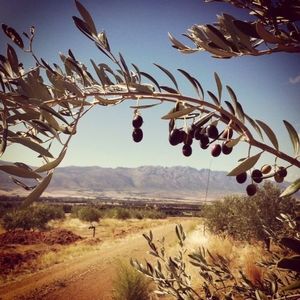 hindered by heat⁄drought⁄pests⁄diseases