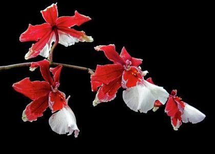 cambria-orchid-jessica-jenney