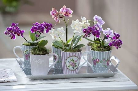 Cups-with-Mini-Orchids-Phalaenopsis-Little-Lady