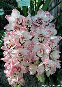 Cymbidium Orchids