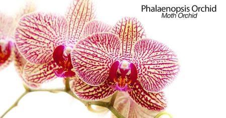 moth-orchid-06302016-min