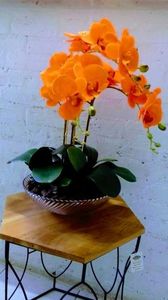 orange orchid