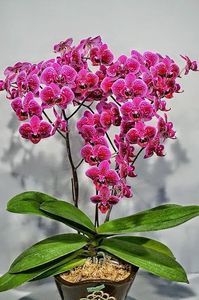 orchid 21