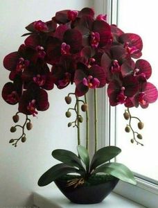 orchid7