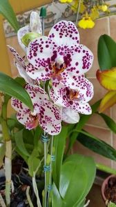 orchid49