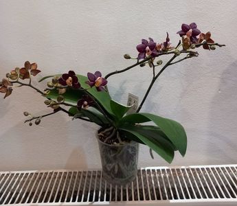 orchid51