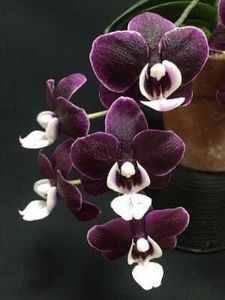 orchid87