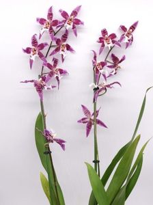 orchidea-cambria-purple-flower-