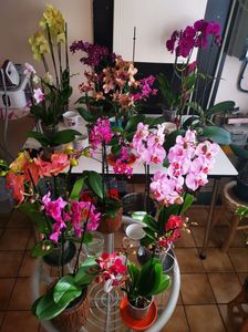 Orchids mix