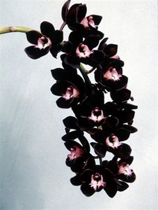 Orhideea Cymbidium Kiwi Midnight
