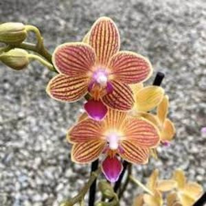 Phalaenopsis Chingruey's Goldstaff 'Fortune