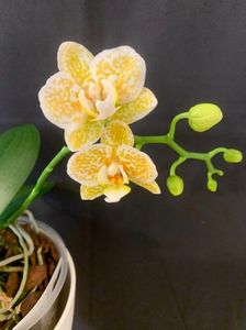 Phalaenopsis leopardul de aur